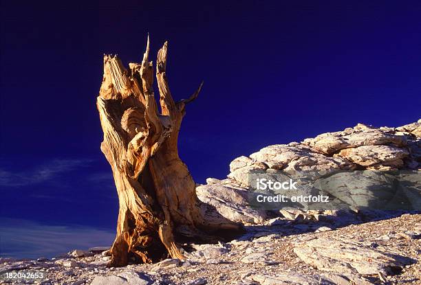 Starożytnym Sosna Oścista - zdjęcia stockowe i więcej obrazów Ancient Bristlecone Pine Forest - Ancient Bristlecone Pine Forest, Bez ludzi, Fotografika