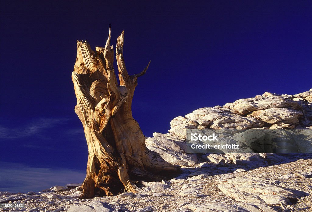 Старинный Сосна остистая - Стоковые фото Ancient Bristlecone Pine Forest роялти-фри