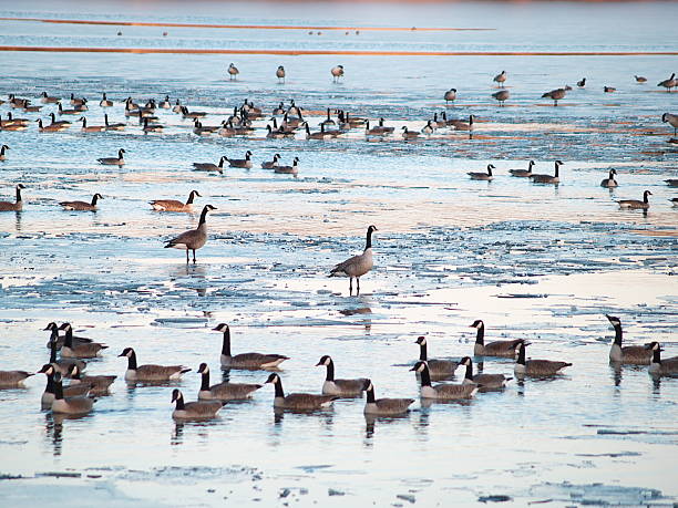 Photo of Geese on Lake Shawnee