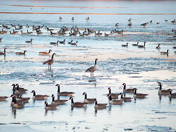 Photo of Geese on Lake Shawnee