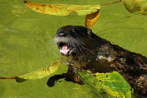 High quality stock photos of wild otters in the Monterey Bay and Elkhorn Slough in Moss Landing.