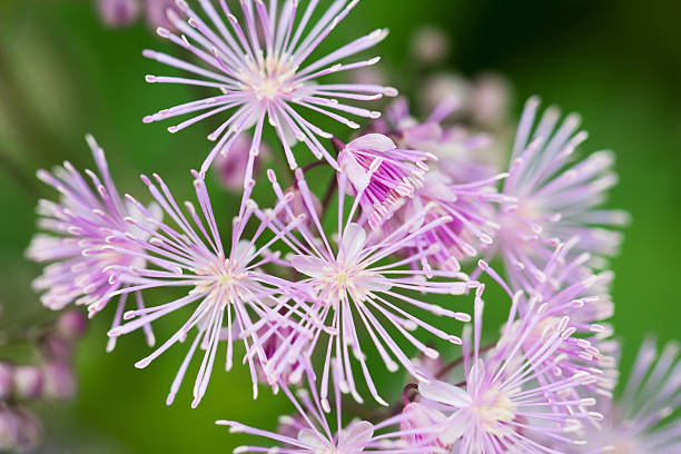 delicadas flores de talictro - thalictrum rochebrunianum - fotografias e filmes do acervo