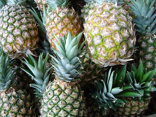 pineapples galore stock photo