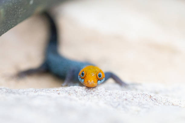 istock Yellow headed gecko portrait 1820434088