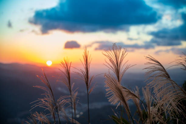 istock The background is sunset, with miscanthus flowers shot against the light. 1820434089