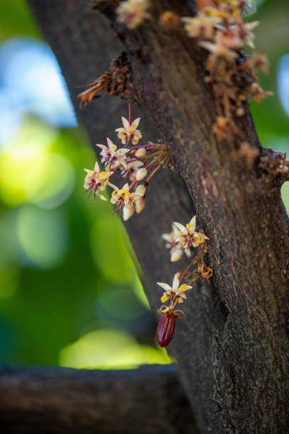 istock Cacao tree with flower and fruit 1820434649
