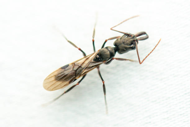 istock Queen ant of Odontomachus 1820434653