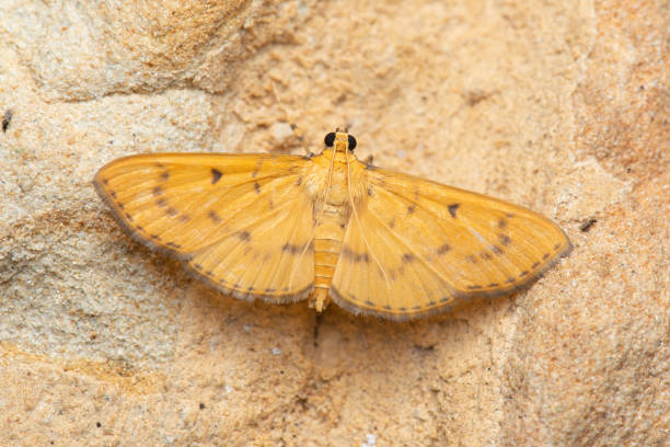 istock Moth in Costa Rica 1820434674