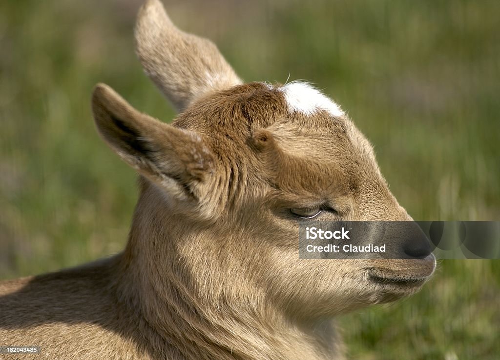 Little de chèvre - Photo de Animaux domestiques libre de droits