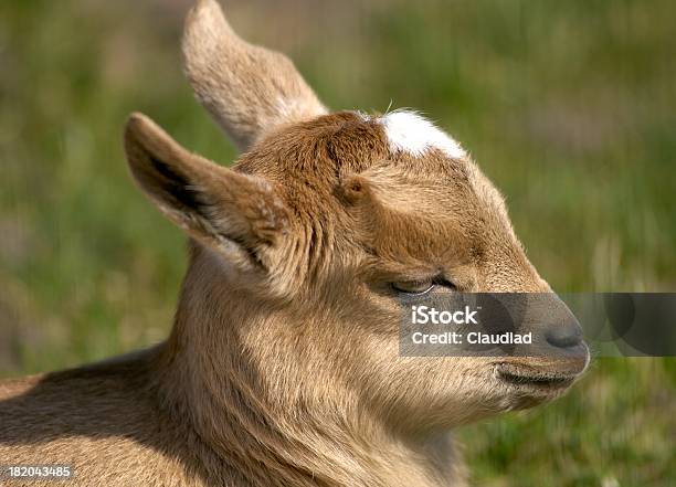 Photo libre de droit de Little De Chèvre banque d'images et plus d'images libres de droit de Animaux domestiques - Animaux domestiques, Bouche des animaux, Caprin