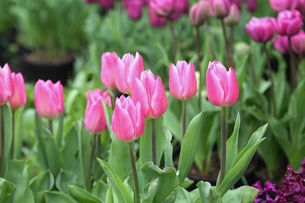 Tulpen – Foto