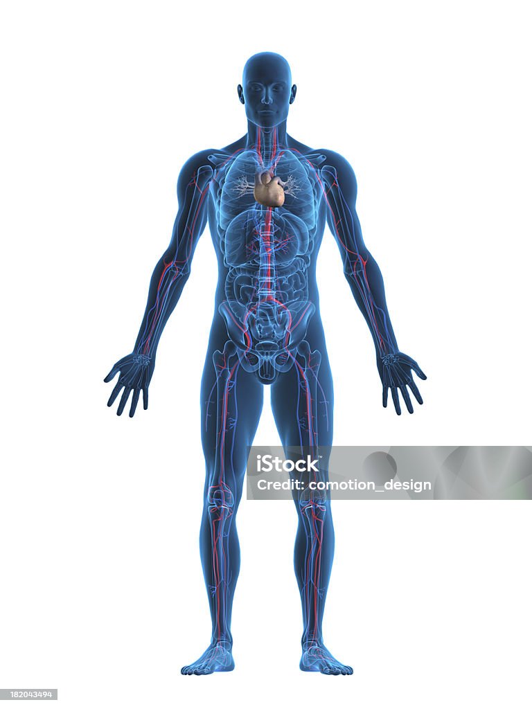 Menschliches Herz und Kreislauf-system - Lizenzfrei Menschlicher Körper Stock-Foto