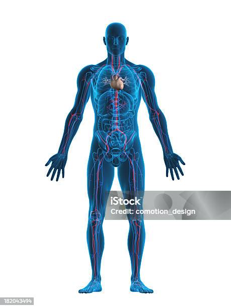 Menschliches Herz Und Kreislaufsystem Stockfoto und mehr Bilder von Menschlicher Körper - Menschlicher Körper, Anatomie, Dreidimensional