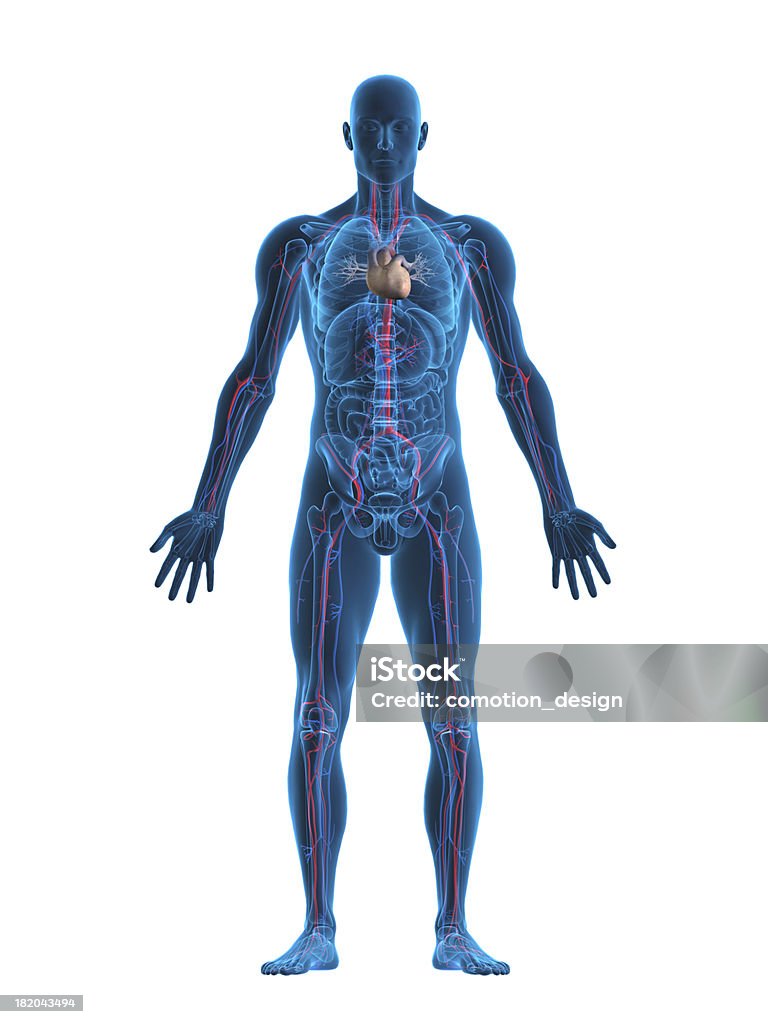 Human heart and vascular system X-ray look of the human heart and vascular system The Human Body Stock Photo