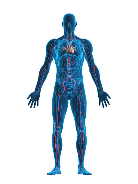 coração humano e sistema vascular - ilustração biomédica - fotografias e filmes do acervo