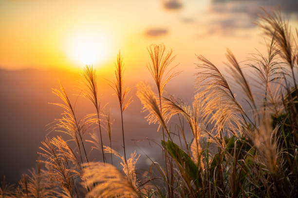 istock The background is sunset, with miscanthus flowers shot against the light. 1820435260