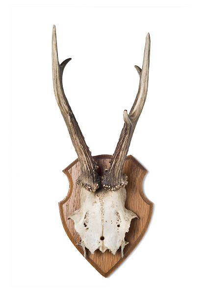 사슴뿔 - antler stag deer animal skull 뉴스 사진 이미지