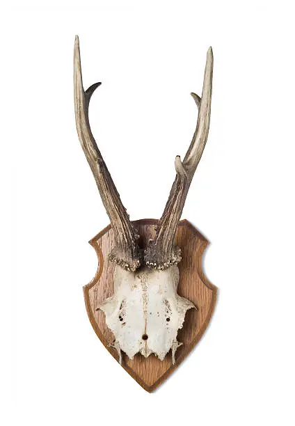 Photo of Antlers on plank, isolated on white background
