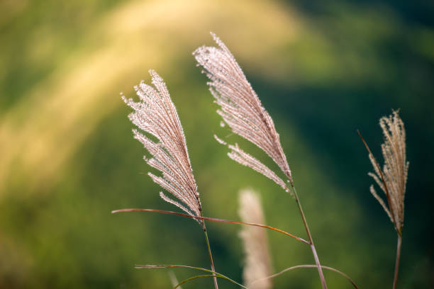 istock White miscanthus flowers sway in the wind, with mountains in the background. 1820436986