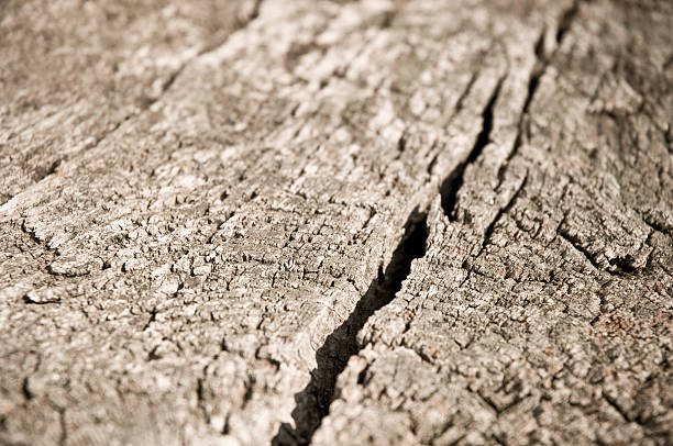 木 - old plank outdoors selective focus ストックフォトと画像