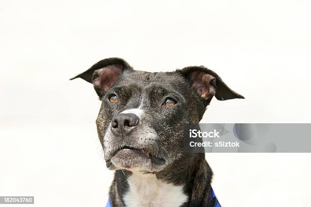 Staffordshire Terrier Stock Photo - Download Image Now - Agility, Animal, Animal Tricks