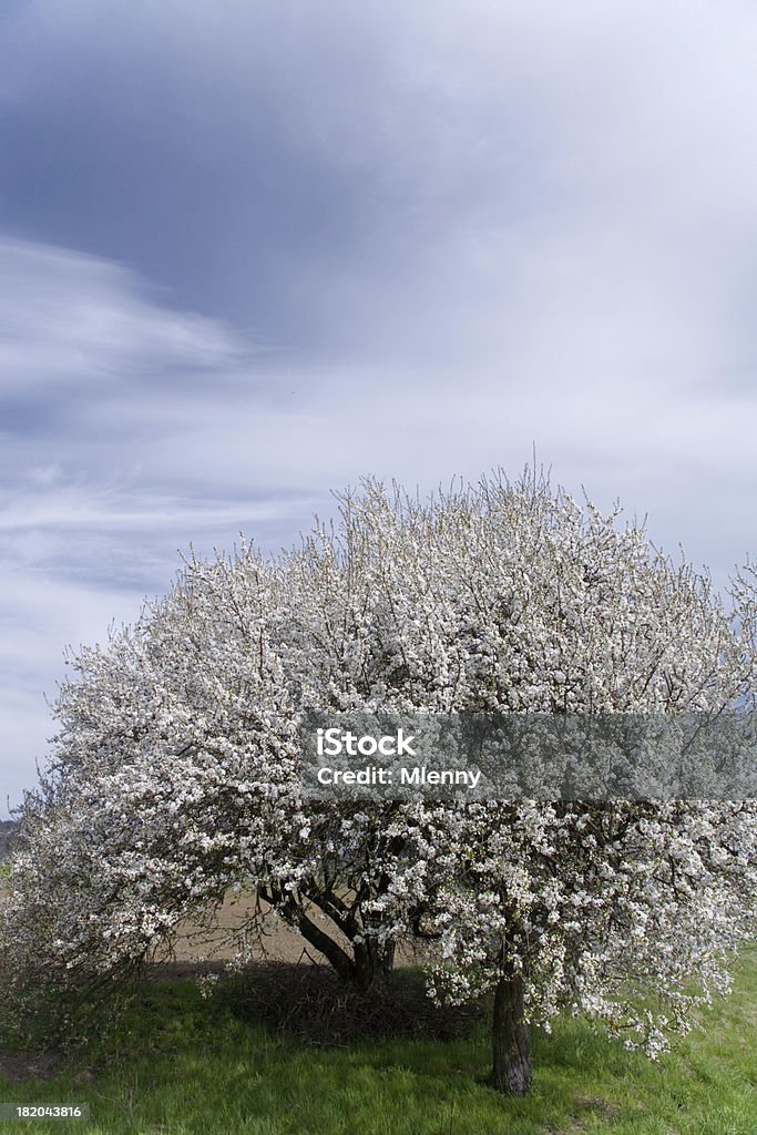 Magnifique paysage de printemps - Photo de Agriculture libre de droits