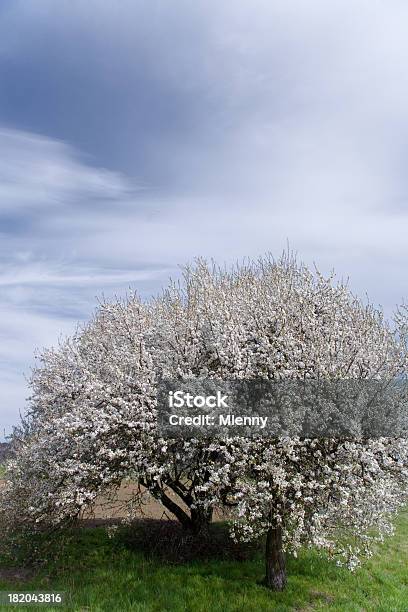 Bela Paisagem De Primavera - Fotografias de stock e mais imagens de Abril - Abril, Agricultura, Ao Ar Livre