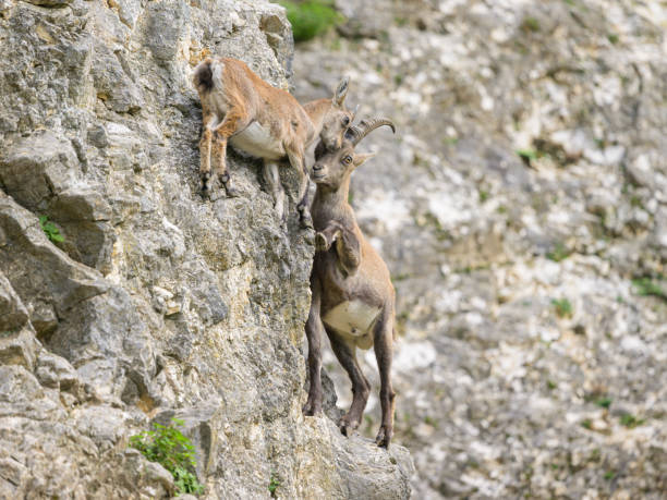 istock Two young alpine ibexes fighting on a rock face 1820444080