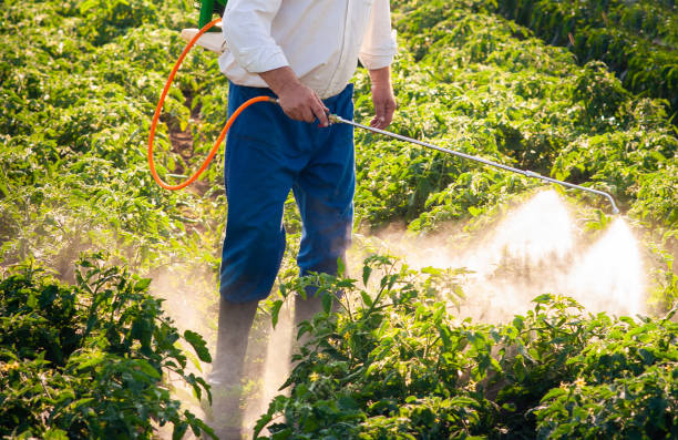 istock Man spraying tomato in the garden 1820444405