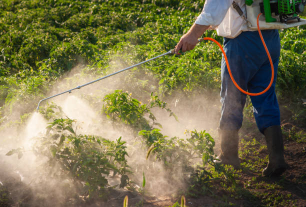 istock Man spraying tomato in the garden 1820445261