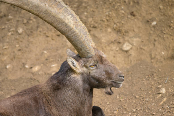 An old Alpine Ibex resting on the ground, cloudy day in an Austrian zoo