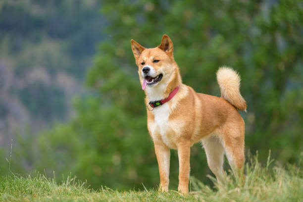 istock A brown dog standing on a meadow 1820449979