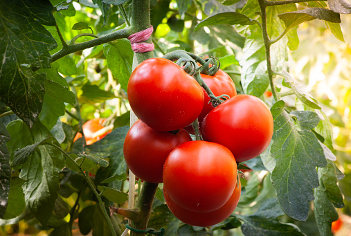 SONY DSC  Growth ripe tomato in greenhouse