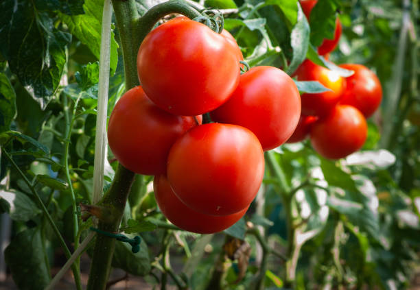 istock Growth ripe tomato in greenhouse 1820453375