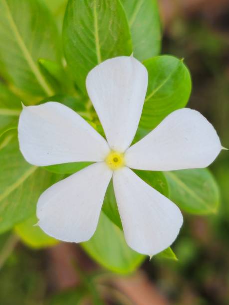 istock The white flowers of Catharanthus roseus 1820458676