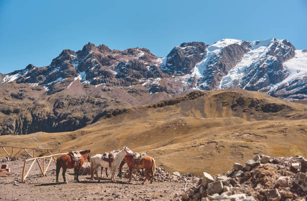 konie przed ośnieżoną vinicuncą w andach w peru - mountain peru cordillera blanca mountain range zdjęcia i obrazy z banku zdjęć