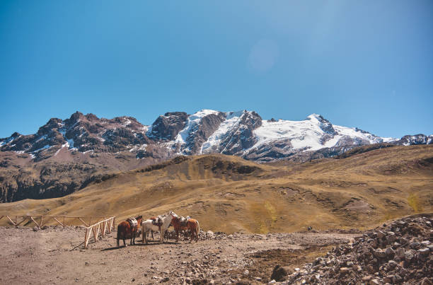 konie przed ośnieżoną vinicuncą w andach w peru - mountain peru cordillera blanca mountain range zdjęcia i obrazy z banku zdjęć