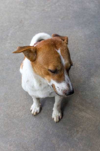 istock The baby brown thai puppy is sit down 1820471347