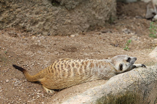 The Suricata suricatta or meerkat is sit down and rest on sand floor