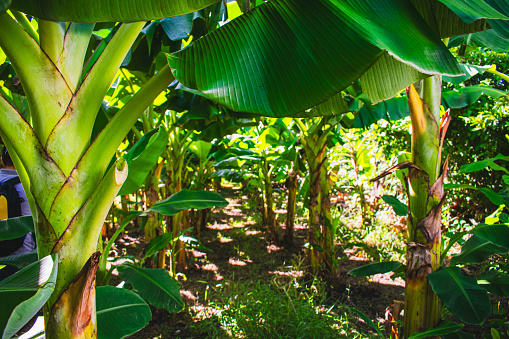 Row of plaintain trees growing on all-organic farm