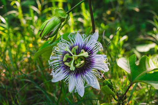 Passionflower blooming on vine on organic farm
