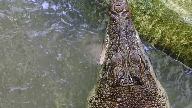 Saltwater crocodiles (Crocodylus porosus) are also known as estuarine crocodiles.