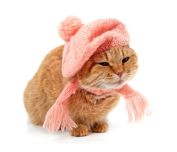 istock Cat dressed in a knitted scarf and hat. 1820479704
