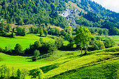 Flowering alpine meadows