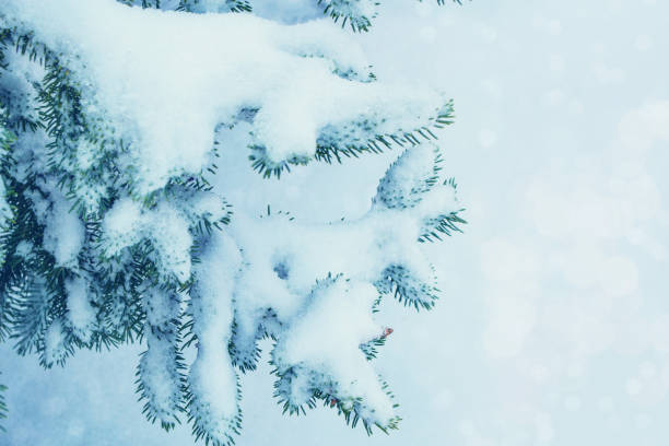 istock Coniferous spruce branch. Frozen winter forest with snow covered trees. 1820487138