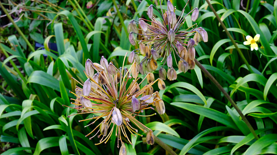 Seed heads of Agapanthus \