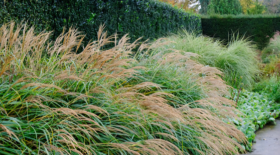 Grass flowerbed with Miscanthus in autumn