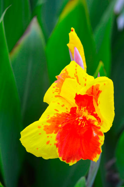 istock Canna Yellow and Orange flower 1820494312