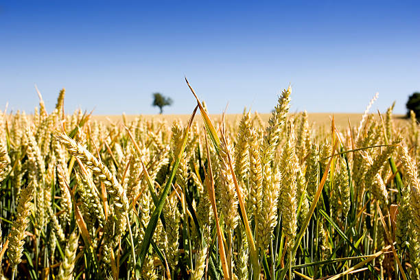 trigo dourado - agricultural activity yorkshire wheat field imagens e fotografias de stock