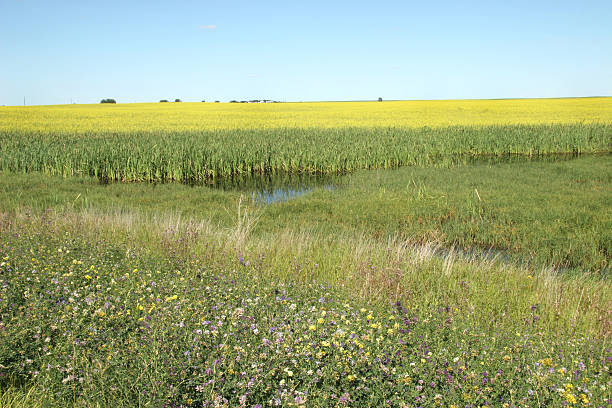 alberta prairie paludi con canola, reeds e trifoglio - clover field blue crop foto e immagini stock